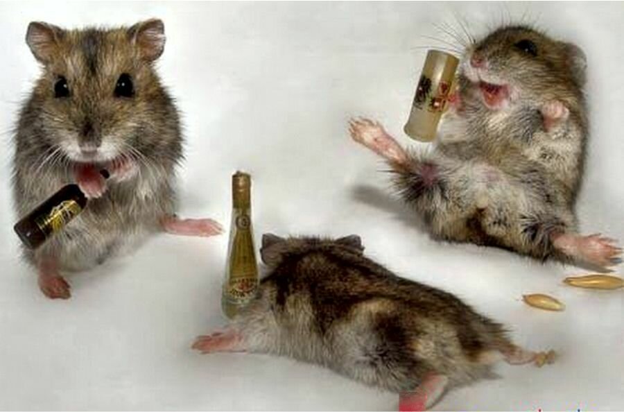 Крысы-алкоголики помогли раскрыть причину алкоголизма