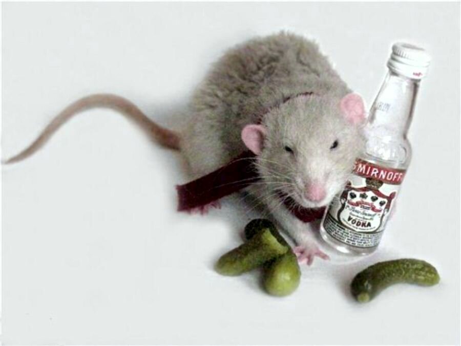 Крысы алкоголики лечились лазером